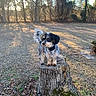 animal, autumn, collar, curious, daytime, dog, field, fluffy_tail, fur, golden_hour, grass, nature, outdoor, park, pet, shadow, small_dog, sunlight, tree_stump, trees