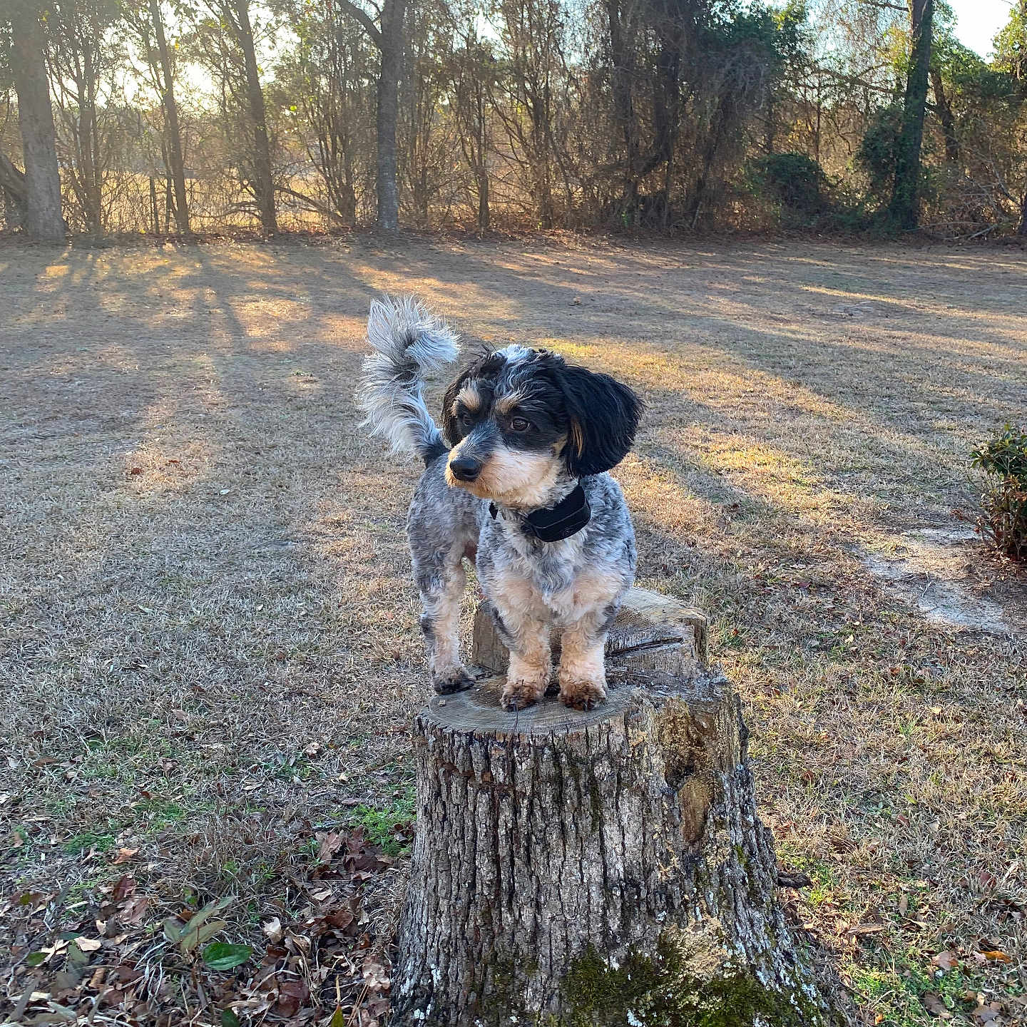 Koda