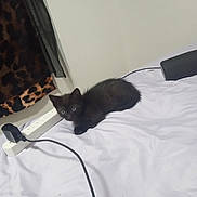 Tt is registered to the contest to win money with this photo: animal, bed, black_kitten, cat, cord, crouching, curious, curtain, cute, eyes, feline, fur, indoor, leopard_print, pet, power_strip, resting, small, white_sheet, young