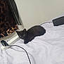 animal, bed, black_kitten, cat, cord, crouching, curious, curtain, cute, eyes, feline, fur, indoor, leopard_print, pet, power_strip, resting, small, white_sheet, young
