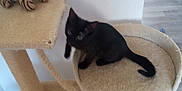 Tt is registered to the contest to win money with this photo: animal, black_cat, carpeted, cat_tree, domestic_cat, floor, furniture, home_interior, indoor, kitten, pet, pet_toy, play_area, plush_toy, resting, small_pet, soft_toy, toy, wall, wood_floor