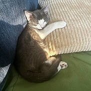 Daisy is registered to the contest to win money with this photo: kitten, cat, sleeping, couch, pillow, blanket, indoor, cozy, pet, fur, paw, resting, sunlight, relaxing, domestic_animal, cute, feline, home, soft, peaceful