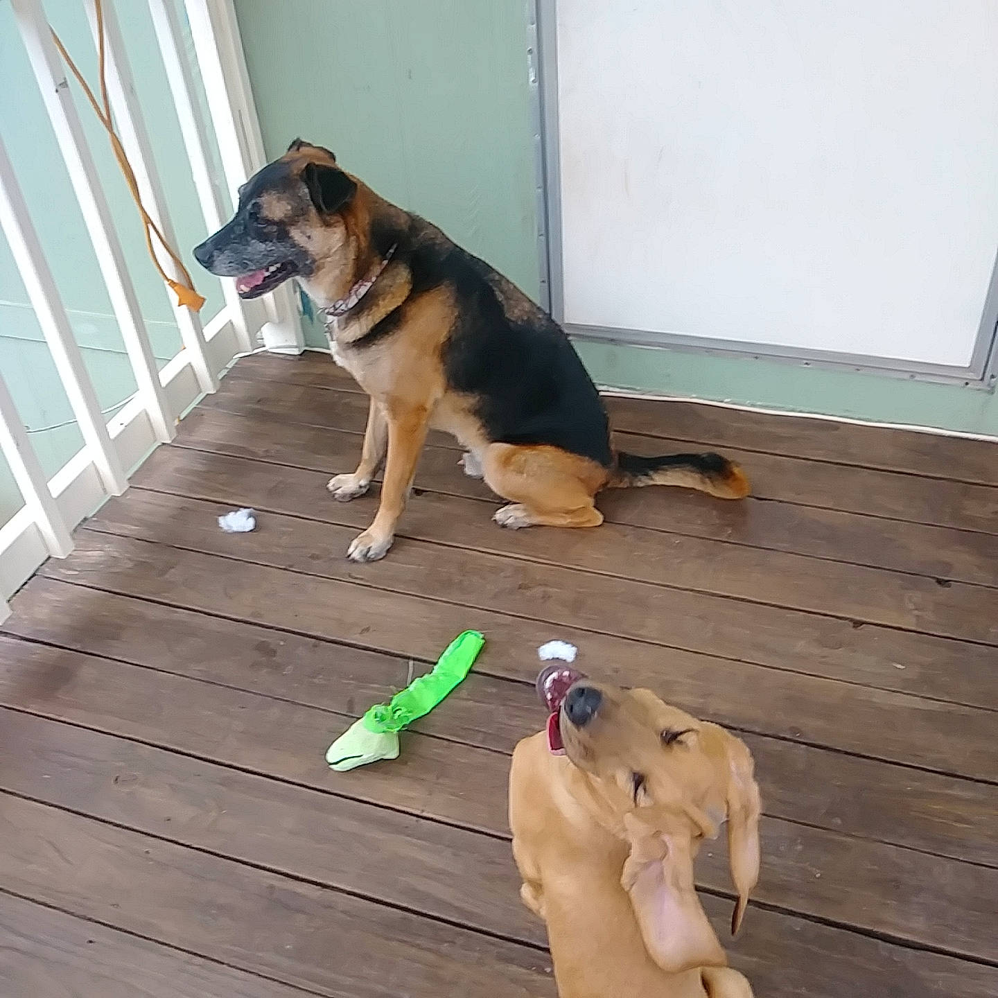 Copper is registered to the contest to win money with this photo: carnivore, collar, companion_dog, dog, dog_breed, dog_supply, door, fawn, fence, floor, flooring, hardwood, laminate_flooring, pet_supply, porch, snout, tail, wood, wood_flooring, working_animal