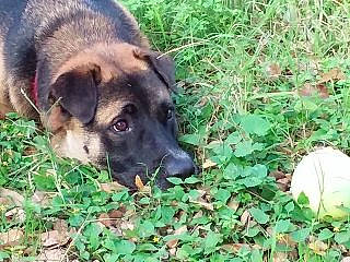 Haas joined the competition — help win amazing prizes! carnivore, companion_dog, dog, dog_breed, fur, german_shepherd_dog, grass, groundcover, guard_dog, herding_dog, non_sporting_group, plant, puppy, snout, soil, street_dog, terrestrial_animal, whiskers, working_animal, working_dog