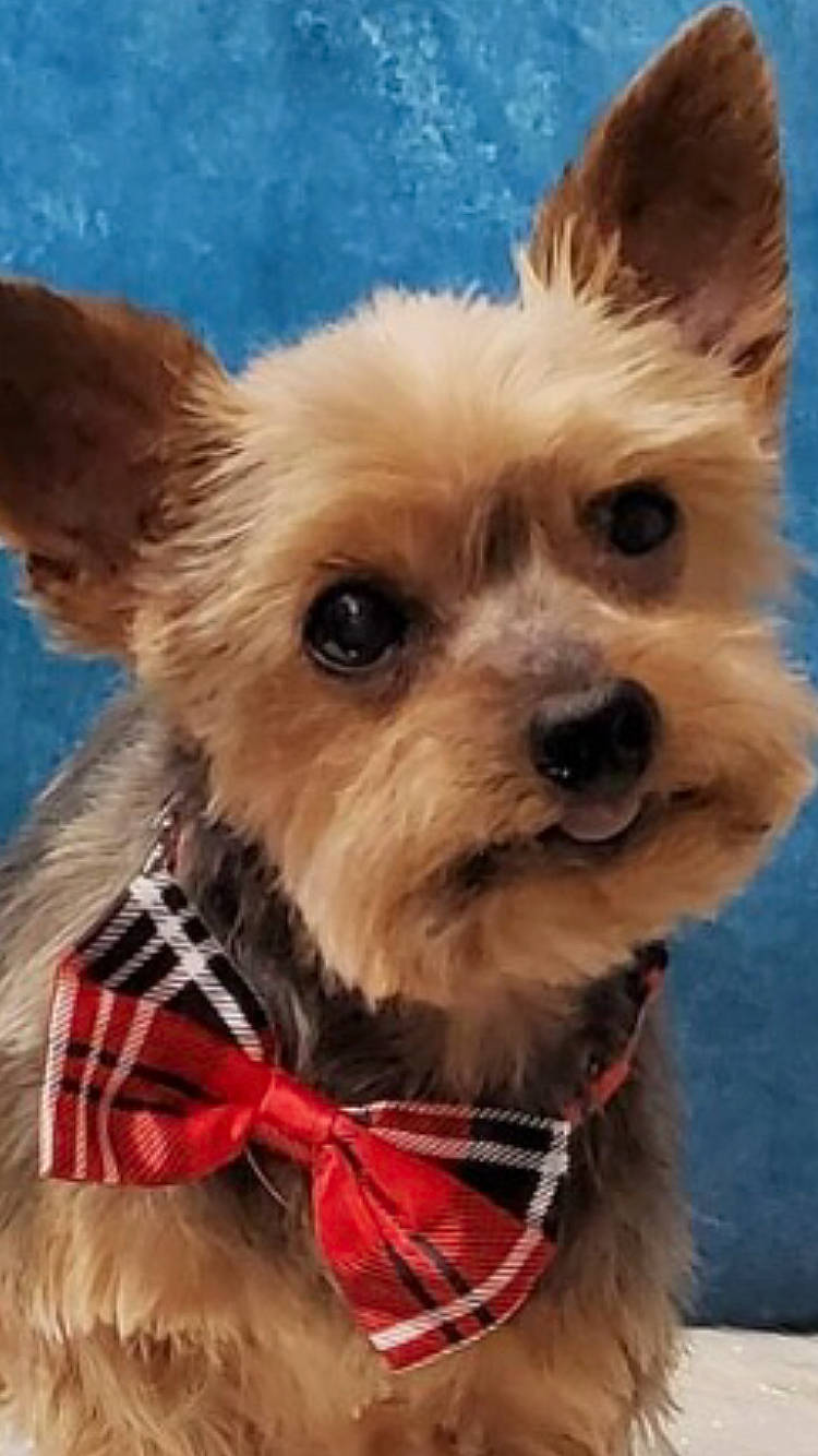 Jaxson is registered to the contest to win money with this photo: biewer_terrier, carnivore, collar, companion_dog, dog, dog_breed, dog_clothes, dog_collar, dog_supply, fashion_accessory, fawn, fur, liver, pet_supply, small_terrier, snout, sporting_group, terrier, toy_dog, working_animal