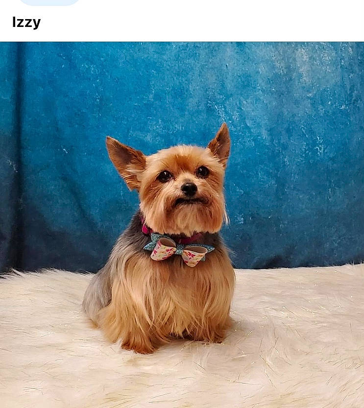 Izzy joined the competition — help win amazing prizes! canidae, carnivore, companion_dog, dog, dog_breed, dog_supply, electric_blue, fashion_accessory, fawn, fur, liver, non_sporting_group, pet_supply, small_terrier, snout, sporting_group, terrestrial_animal, toy_dog, wood, working_animal