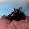 Boycatt joined the competition — help win amazing prizes! cat, black_cat, blanket, bed, blue_sheet, maroon_blanket, indoor, pet, feline, resting, eyes, fur, domestic_animal, sleepy, tucked_in, cozy, lock_screen, smartphone, time_display, date_display