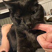 Boycatt joined the competition — help win amazing prizes! black_cat, cat, pet, indoor, human_hand, finger, nibbling, cozy, relaxed, fur, animal, domestic, closeup, interaction, paw, whiskers, bed, furniture, tattoo, skin