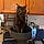 Boycatt