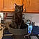 Boycatt