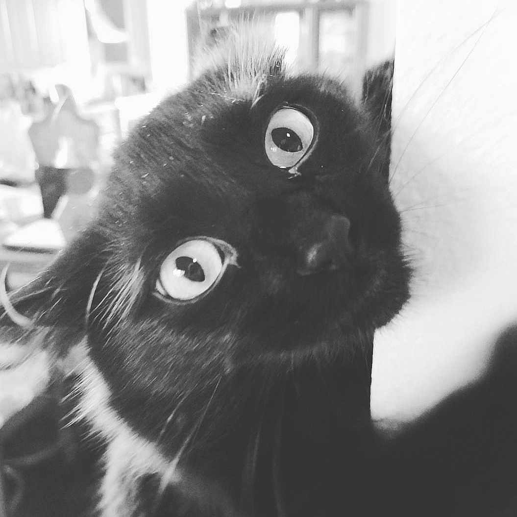 Delia is registered to the contest to win money with this photo: black, black_and_white, black_cat, carnivore, cat, ear, eye, felidae, fur, iris, kitten, monochrome_photography, nose, organ, organism, small_to_medium_sized_cats, snapshot, snout, whiskers, white