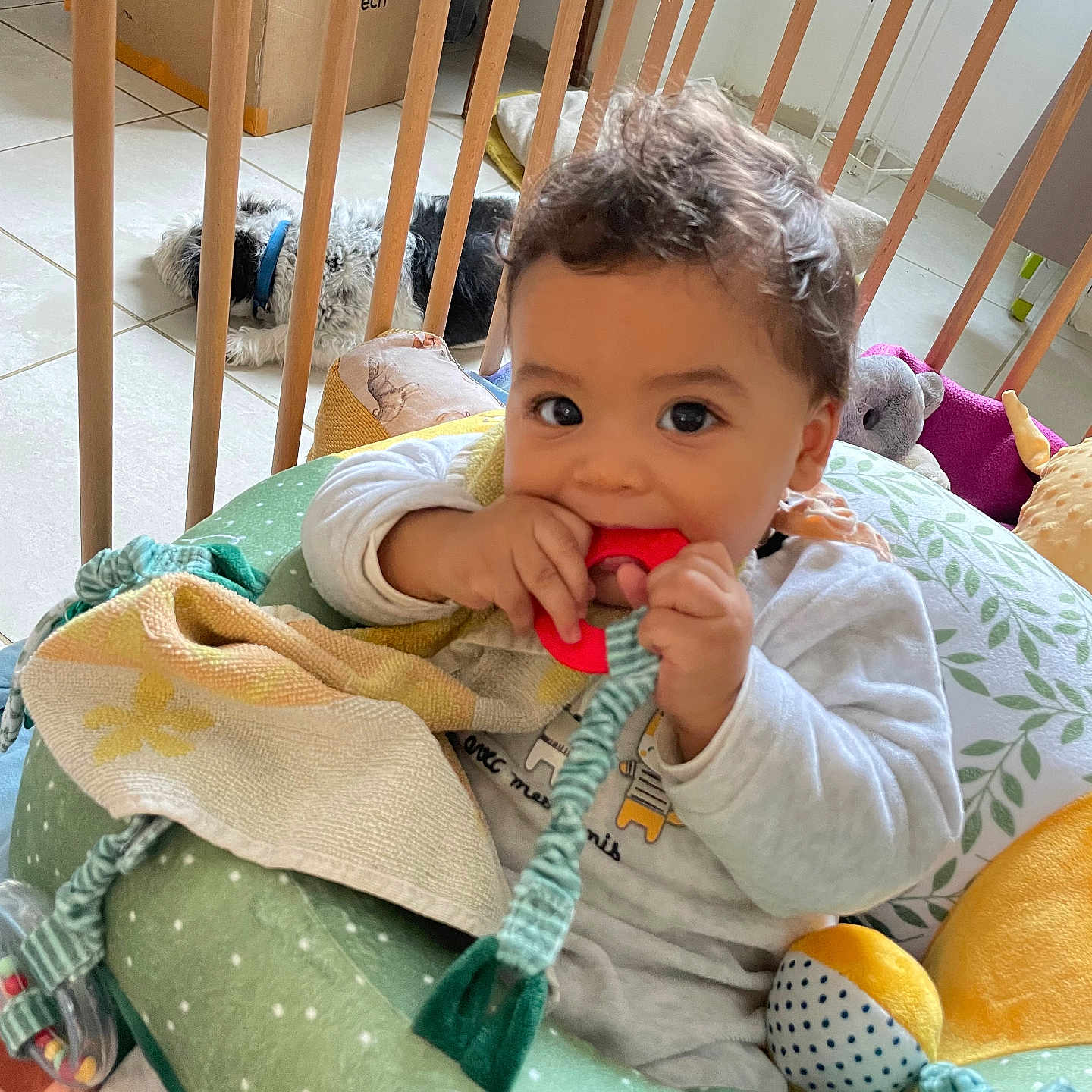 Gabriel a rejoint le concours — aidez-le/la à gagner de superbes lots ! animal, baby, biting, bodypart, bread, canine, couch, crib, dog, eating, face, finger, food, furniture, head, infantbed, person, pet, photography, portrait