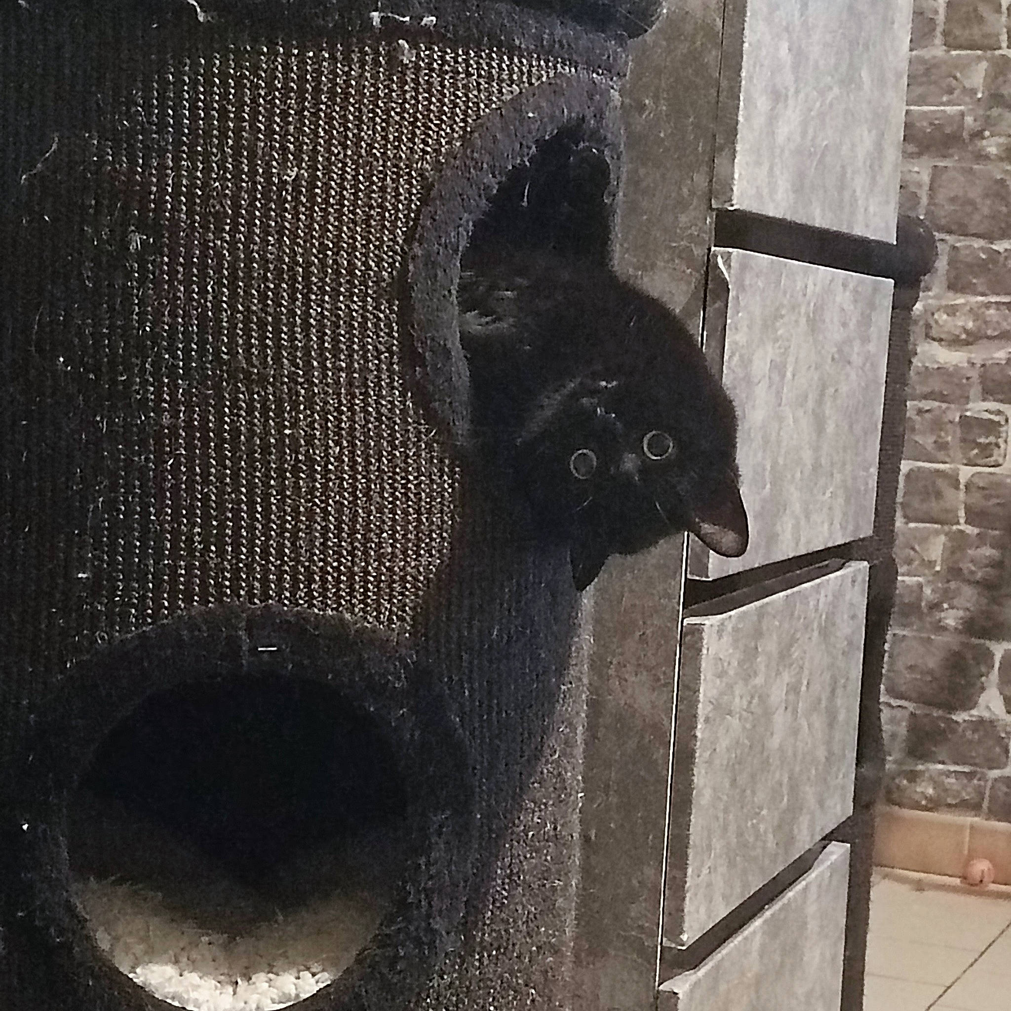 Cachou participe au concours pour gagner de l'argent avec cette photo : automotive_tire, brick, carnivore, cat, door, felidae, grey, mammal, metal, monochrome, monochrome_photography, pet_supply, small_to_medium_sized_cats, snout, tail, vertebrate, wall, whiskers, window, wood