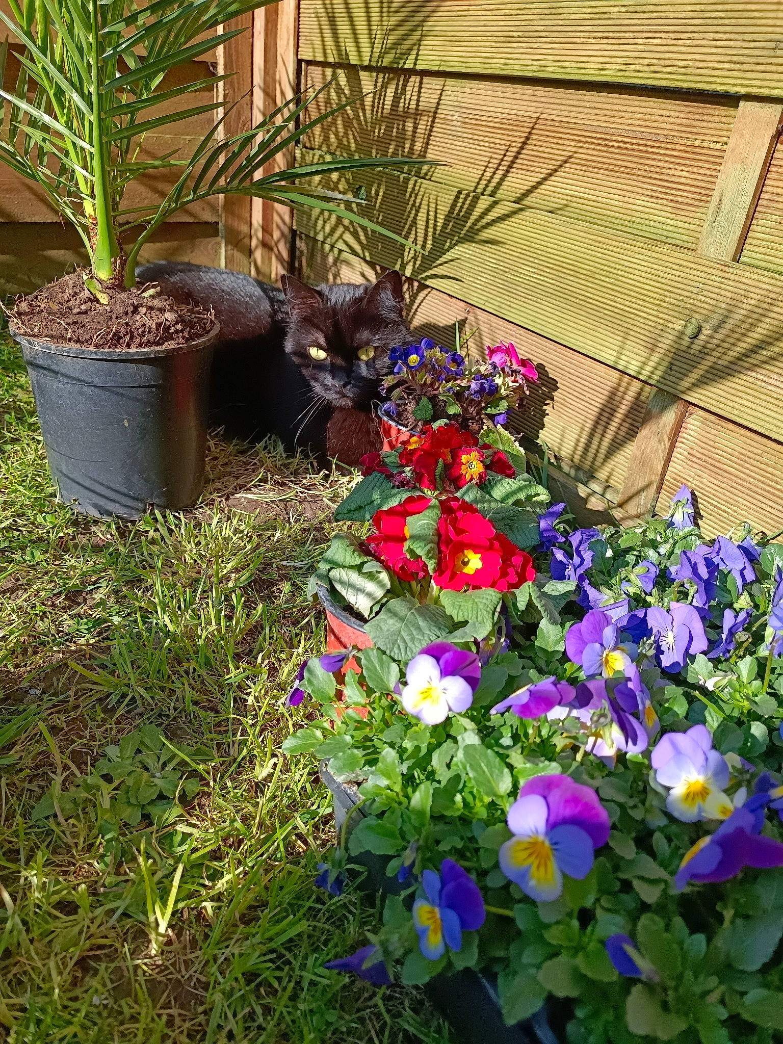 Cachou a rejoint le concours — aidez-le/la à gagner de superbes lots ! annual_plant, arecales, event, floral_design, floristry, flower, flower_arranging, flowering_plant, flowerpot, garden, grass, groundcover, landscape, landscaping, pansy, petal, plant, shrub, terrestrial_plant, wild_pansy