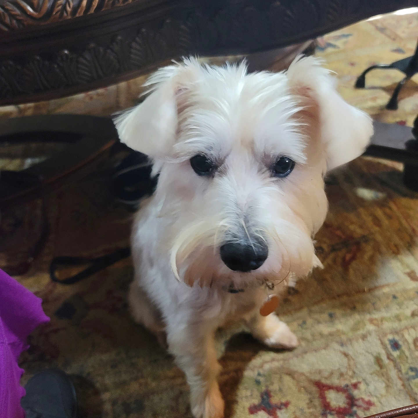 Max is registered to the contest to win money with this photo: dog, white_dog, fluffy, small_dog, portrait, indoors, rug, furniture, table, carpet, pet, animal, companion, standing, looking_at_camera, black_nose, dark_eyes, collar, home, cute