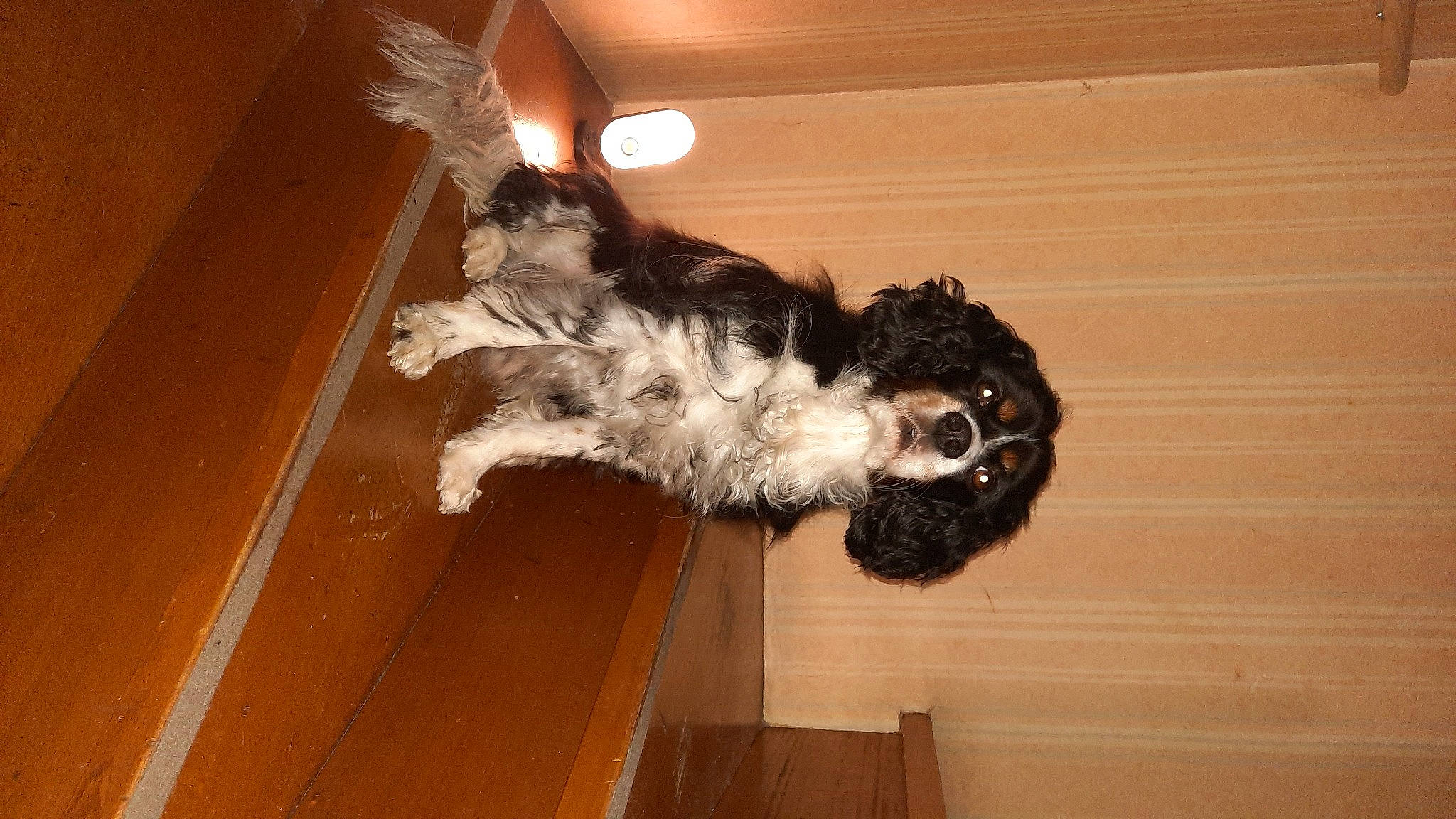 Néo participe au concours pour gagner de l'argent avec cette photo : canidae, carnivore, companion_dog, dog, dog_breed, felidae, flooring, fur, hardwood, paw, small_to_medium_sized_cats, sporting_group, tail, whiskers, wood, wood_stain