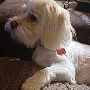 Brandi is registered to the contest to win money with this photo: animal, blanket, brown_blanket, canine, collar, companion, cozy, curtain, dog, domestic, fur, furry, household_items, indoor, paw, pet, relaxed, resting, side_view, white_dog