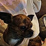 alert, blanket, brindle, brown, casual_clothing, couch, cozy, dog, fur, hand, indoor, lap, patterned_blanket, person, pet, phone, relaxed, seated, small_dog, sweatshirt
