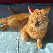 Mimy a rejoint le concours — aidez-le/la à gagner de superbes lots ! abyssinian, animal, bed, bedroom, cat, computer, couch, cushion, electronics, furniture, hardwood, indoors, kitten, laptop, manx, pc, pet, plywood, room, wood