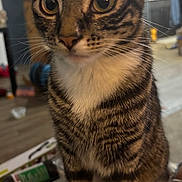 Buttercup joined the competition — help win amazing prizes! cat, tabby, indoor, yellow_eyes, white_paws, close_up, feline, pet, curious, sitting, fur, whiskers, striped, domestic_animal, household, couch, background, kitchen, floor, paws