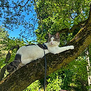 Vanille participe au concours pour gagner de l'argent avec cette photo : animal, blue_sky, branch, cat, curious, daylight, fur, garden, green_leaves, harness, leash, moss, nature, outdoor, pet, relaxing, sunlight, tree, whiskers, wildlife