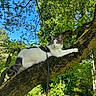 animal, blue_sky, branch, cat, curious, daylight, fur, garden, green_leaves, harness, leash, moss, nature, outdoor, pet, relaxing, sunlight, tree, whiskers, wildlife