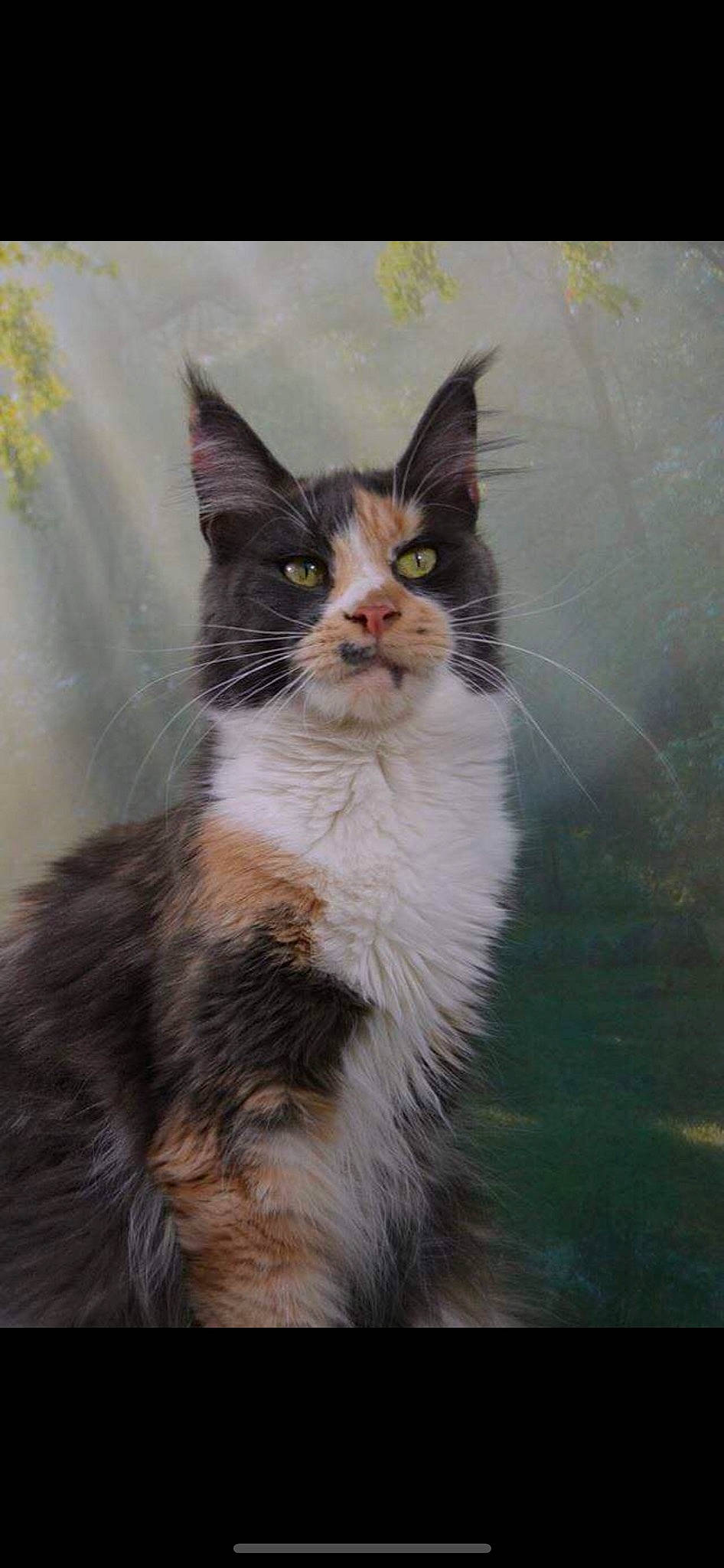 Mélusine a rejoint le concours — aidez-le/la à gagner de superbes lots ! carnivore, cat, domestic_short_haired_cat, fawn, felidae, fur, grass, paw, plant, sitting, small_to_medium_sized_cats, snout, tail, terrestrial_animal, tree, whiskers, wildlife, window, winter