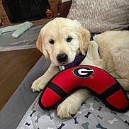 Molly is registered to the contest to win money with this photo: animal, ball, canine, clothing, couch, cushion, dog, dogbed, football, furniture, goldenretriever, homedecor, lifejacket, pet, pillow, puppy, soccer, soccerball, sport, vest
