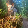 Chica is registered to the contest to win money with this photo: adventure, animal, canine, dog, ears, explorer, forest, fur, greenery, moss, nature, outdoor, path, pet, plaid_jacket, small_dog, sunlight, tree, tree_stump, woodland
