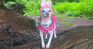 Chica joined the competition — help win amazing prizes! adventure, animal, bunny_ears_hat, canine, cute, dog, forest, greenery, leafy, nature, outdoor, path, pet, pink_jacket, playful, scenic, small_dog, standing, tree_trunk, woodland