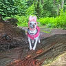 dog, pink_jacket, bunny_ears_hat, forest, tree_trunk, greenery, outdoor, nature, animal, pet, canine, woodland, leafy, path, standing, cute, small_dog, playful, adventure, scenic