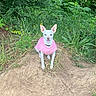 Chica joined the competition — help win amazing prizes! animal, canine, cute, dirt, dog, ears_up, forest, fur, grass, greenery, nature, outdoor, pet, pink_sweater, plants, portrait, sitting, small_dog, white_dog, wildlife