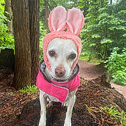 Chica is registered to the contest to win money with this photo: animal, bunny_ears, costume, cute, daylight, dog, forest, fur, greenery, leaves, moss, nature, outdoor, path, pet, pink_jacket, small_dog, tree_stump, white_dog, woodland