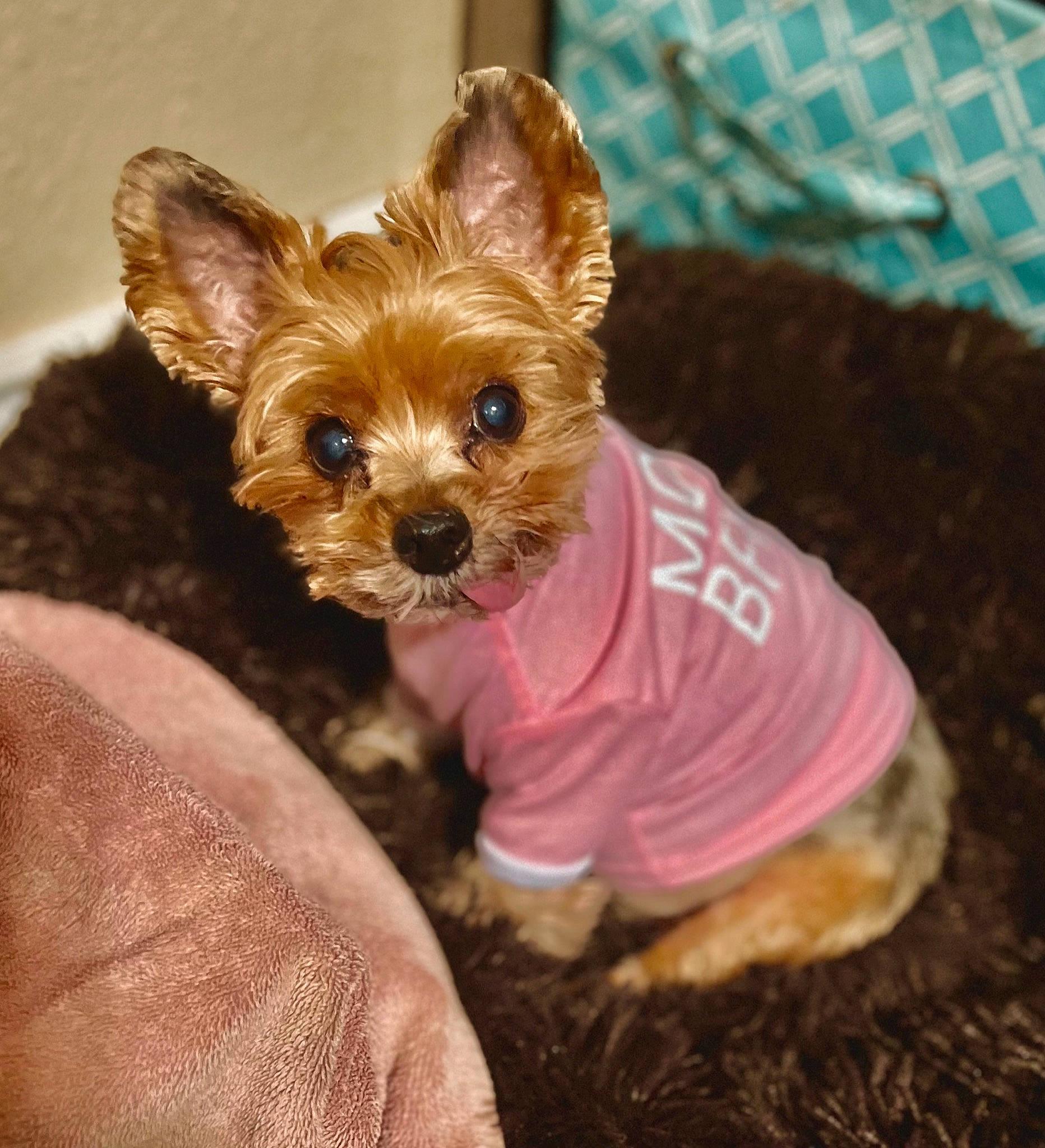 Daisy is registered to the contest to win money with this photo: canidae, carnivore, companion_dog, dog, dog_breed, dog_clothes, dog_supply, ear, fawn, fur, liver, pet_supply, small_terrier, snout, sporting_group, terrestrial_animal, toy_dog, whiskers, working_animal, yorkipoo