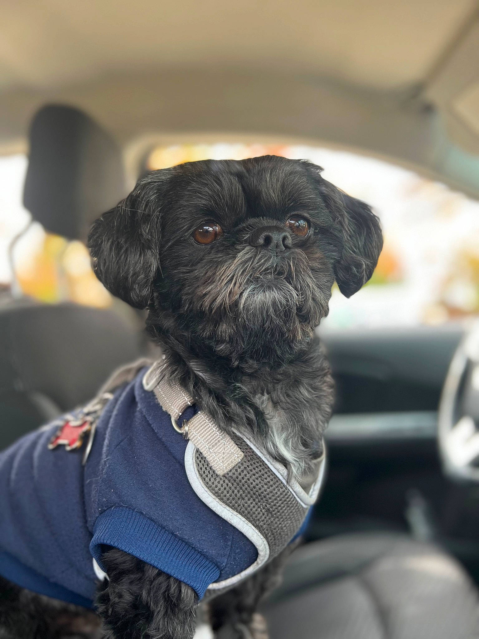 Chewbacca is registered to the contest to win money with this photo: canidae, carnivore, collar, companion_dog, dog, dog_breed, dog_clothes, dog_collar, dog_supply, ear, electric_blue, fawn, fur, pet_supply, puppy, snout, sporting_group, standard_schnauzer, toy_dog, working_animal