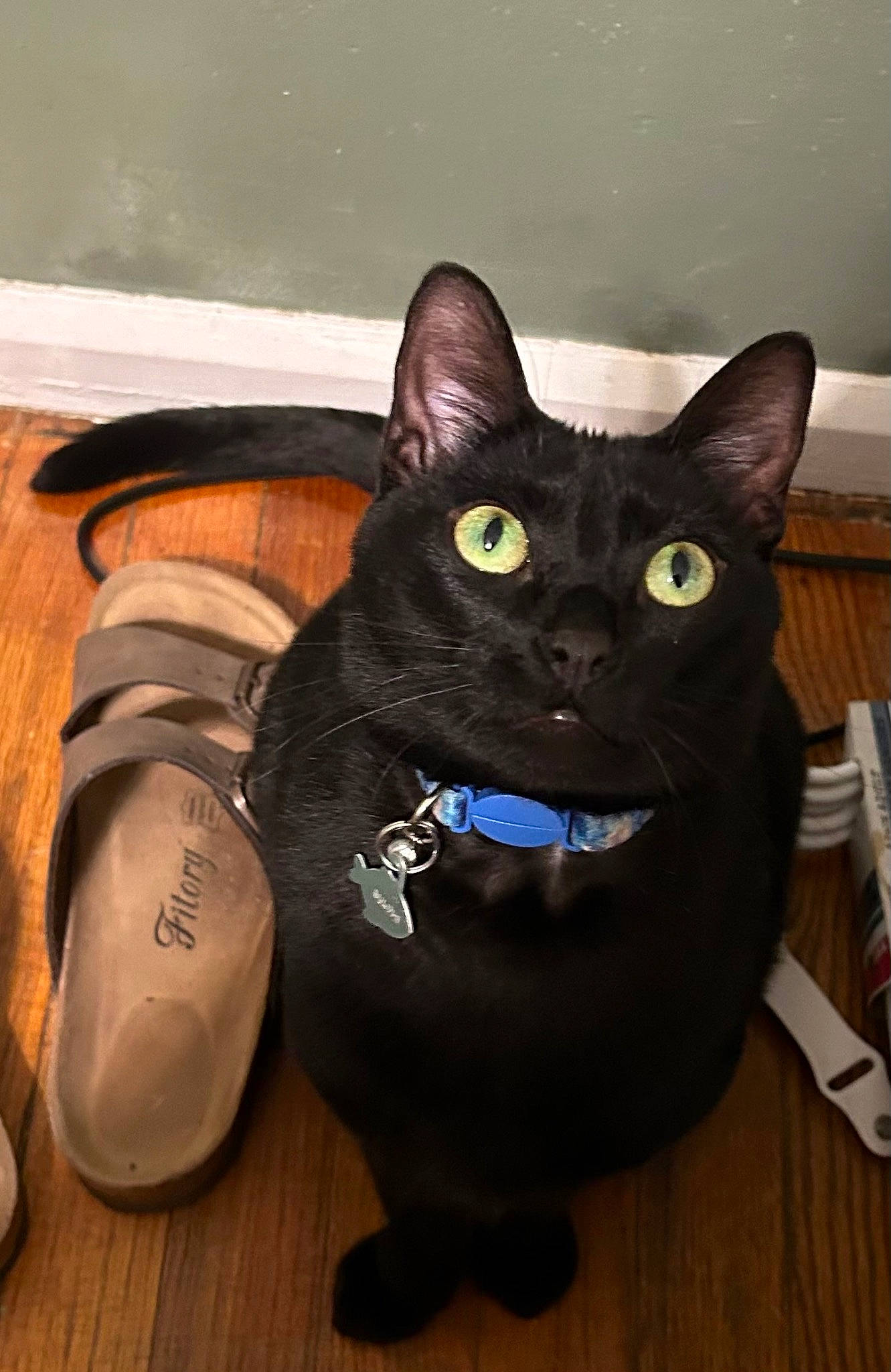 Sylvia joined the competition — help win amazing prizes! bag, black_cat, bombay, carnivore, cat, comfort, domestic_short_haired_cat, felidae, flooring, fur, grey, hardwood, packaging_and_labeling, small_to_medium_sized_cats, snout, tail, terrestrial_animal, whiskers, wood