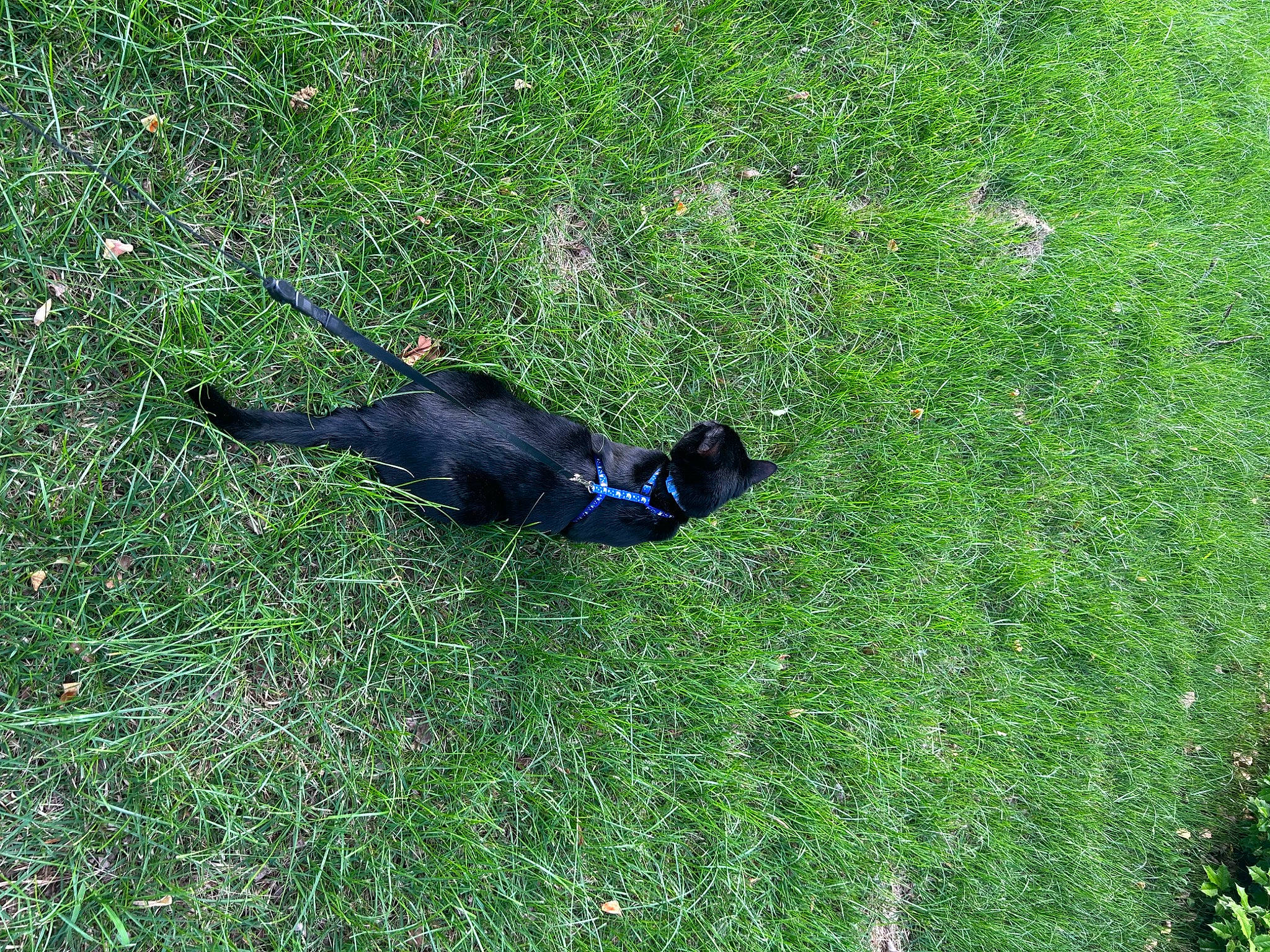 Sylvia joined the competition — help win amazing prizes! canidae, carnivore, dog_breed, electric_blue, grass, grass_family, grassland, groundcover, herbaceous_plant, lawn, pasture, plant, shadow, shrub, sporting_group, tail, terrestrial_animal