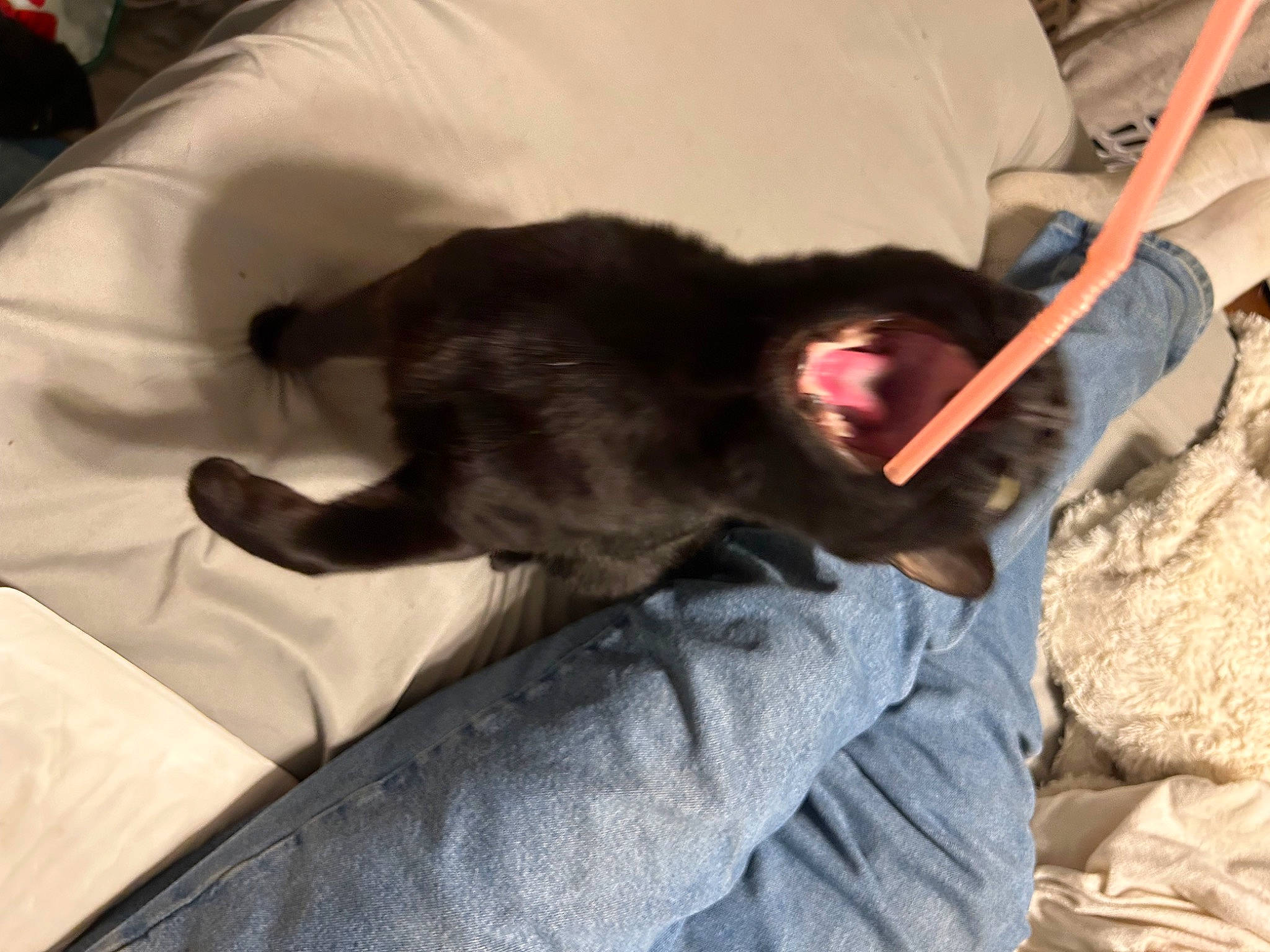 Sylvia is registered to the contest to win money with this photo: black_cat, canidae, carnivore, cat, claw, comfort, companion_dog, dog_breed, domestic_short_haired_cat, felidae, flooring, fur, gesture, human_leg, linens, paw, small_to_medium_sized_cats, sporting_group, tail, whiskers