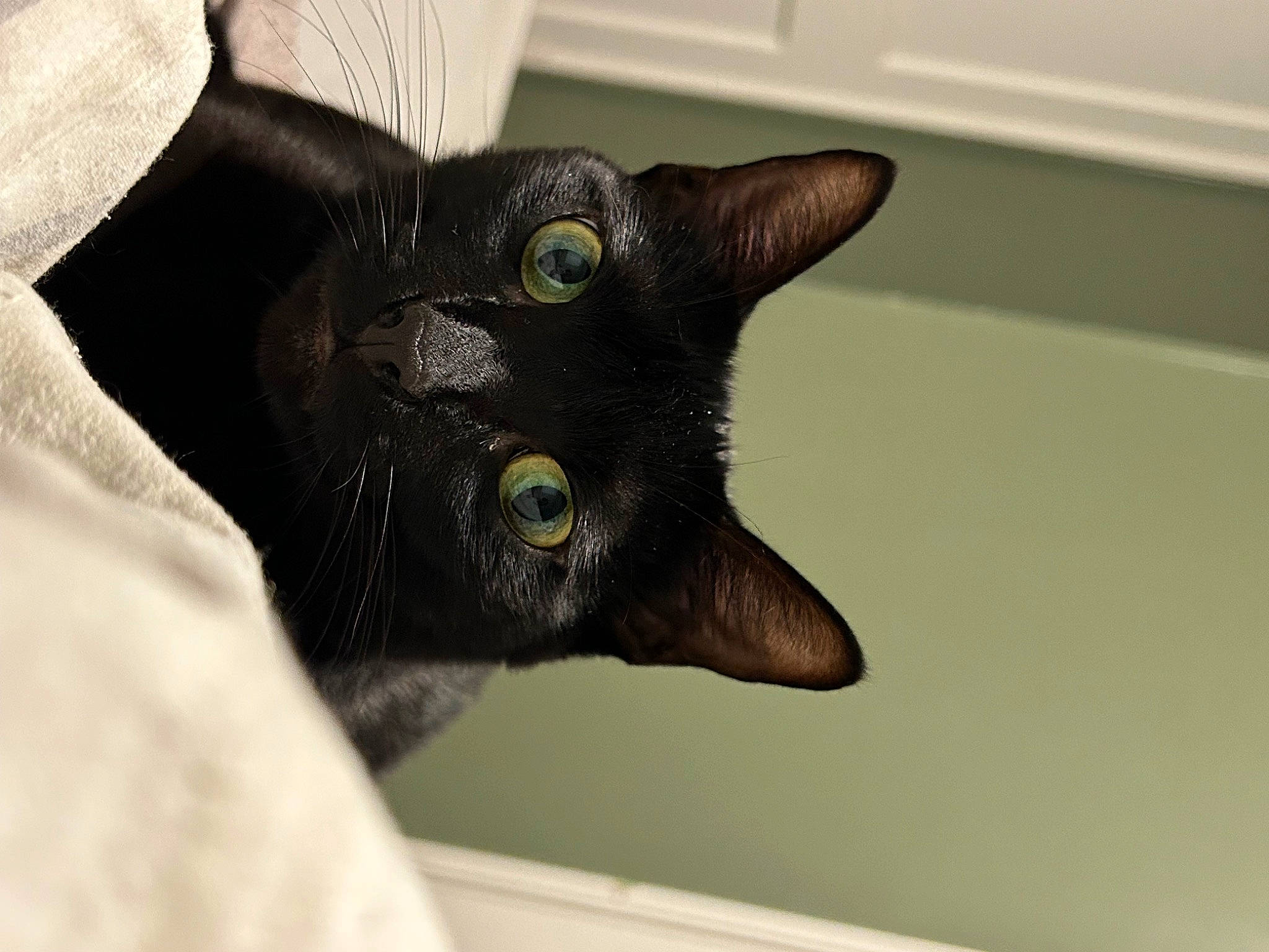 Sylvia joined the competition — help win amazing prizes! black_cat, bombay, carnivore, cat, domestic_short_haired_cat, ear, felidae, fur, havana_brown, small_to_medium_sized_cats, whiskers