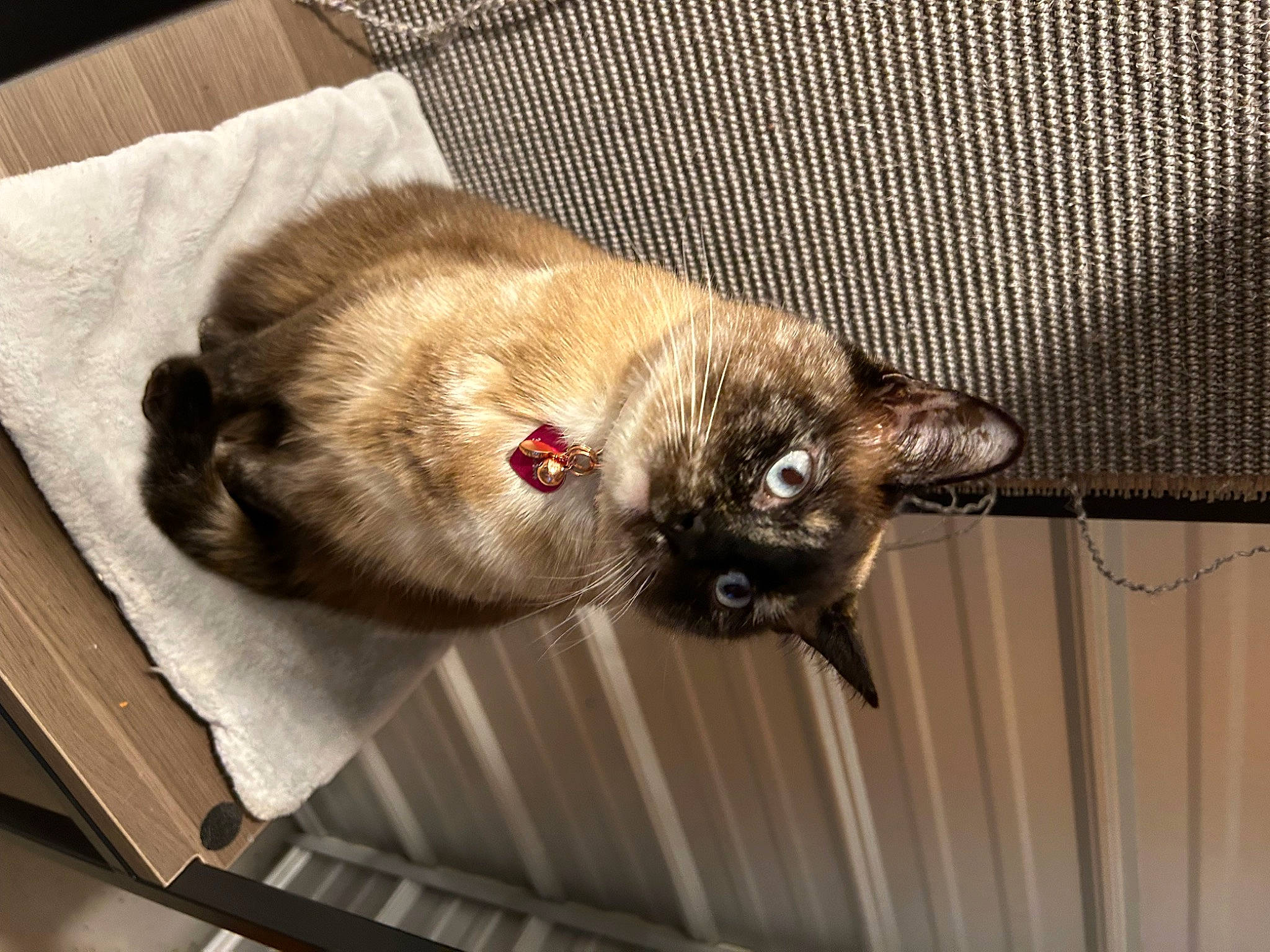 Opal is registered to the contest to win money with this photo: carnivore, cat, claw, comfort, domestic_short_haired_cat, fawn, felidae, fur, small_to_medium_sized_cats, tail, whiskers