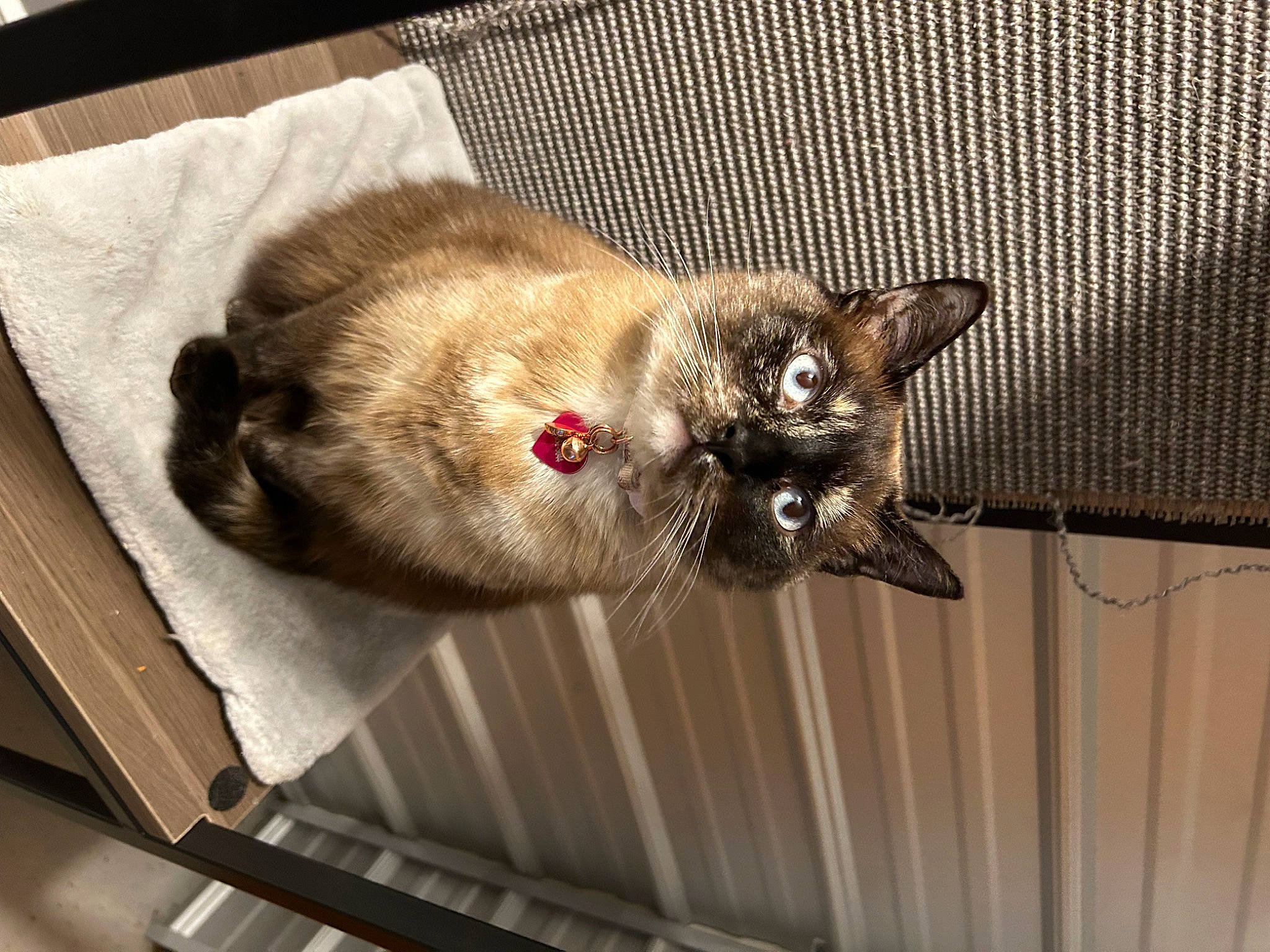 Opal joined the competition — help win amazing prizes! carnivore, cat, claw, collar, comfort, domestic_short_haired_cat, fawn, felidae, fur, pet_supply, small_to_medium_sized_cats, snout, tail, whiskers