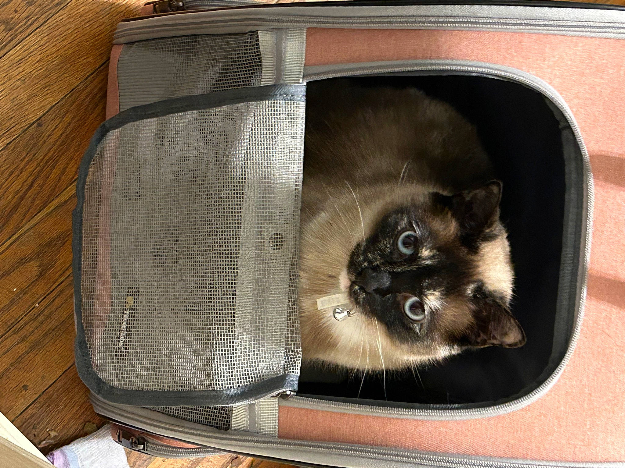 Opal is registered to the contest to win money with this photo: automotive_exterior, automotive_lighting, automotive_tire, box, carnivore, cat, cat_furniture, cat_supply, comfort, domestic_short_haired_cat, fawn, felidae, fender, fur, pet_supply, small_to_medium_sized_cats, snout, whiskers, window, wood