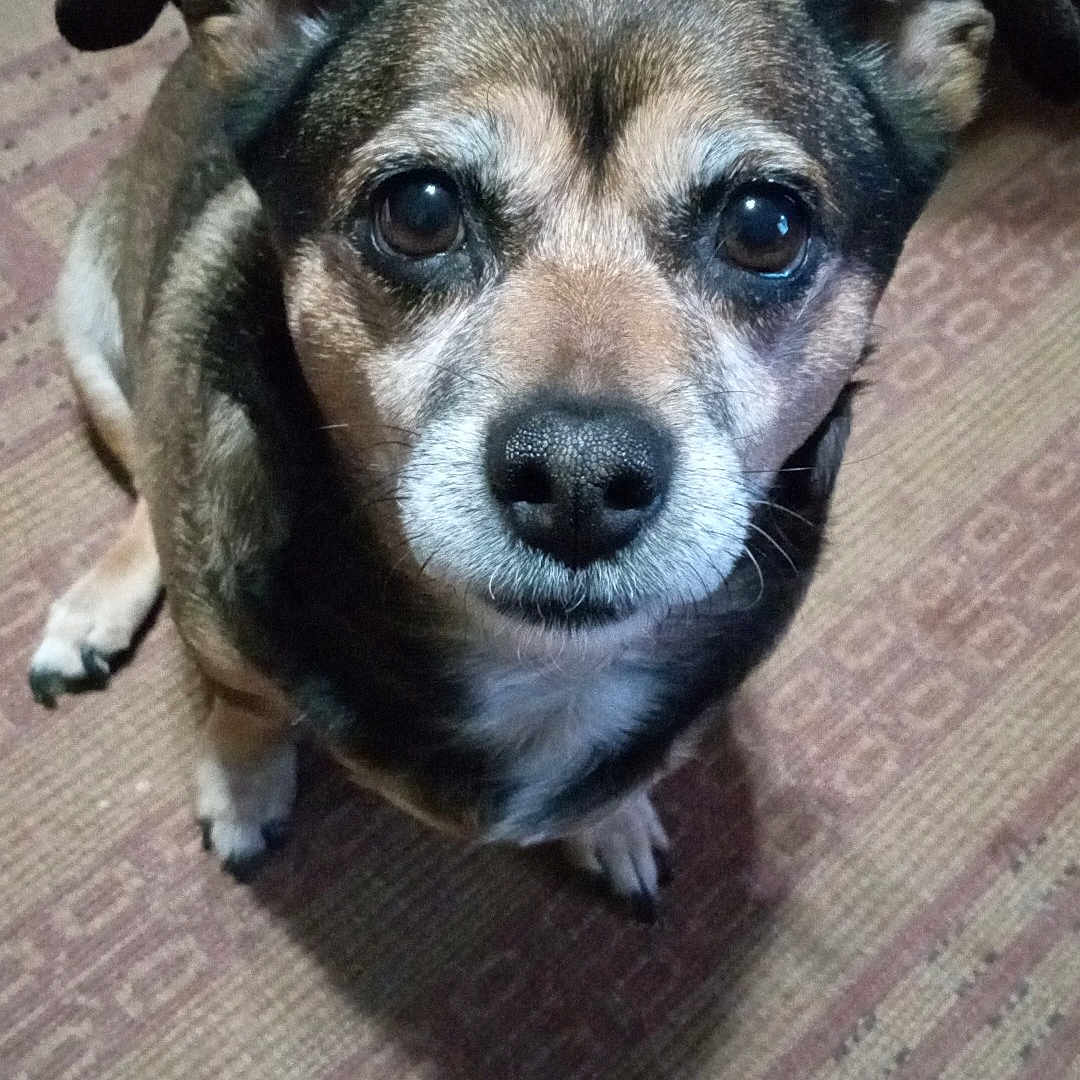 Dodee is registered to the contest to win money with this photo: animal, canine, chihuahua, clothing, couch, dog, face, footwear, furniture, head, hound, person, pet, photography, portrait, puppy, runningshoe, sandal, shoe, sneaker