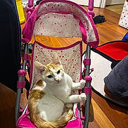 Yuki participe au concours pour gagner de l'argent avec cette photo : cat, orange_and_white_cat, baby_stroller, pink_stroller, indoor, wooden_floor, pet, animal, curious, small_stroller, fabric, seat, floor, cozy, domestic, resting, cute, young_cat, gripping, household