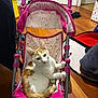 cat, orange_and_white_cat, baby_stroller, pink_stroller, indoor, wooden_floor, pet, animal, curious, small_stroller, fabric, seat, floor, cozy, domestic, resting, cute, young_cat, gripping, household