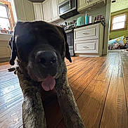 Duke is registered to the contest to win money with this photo: dog, brindle, tongue_out, wooden_floor, kitchen, cabinet, appliance, microwave, window, indoor, pet, animal, floor, relaxed, large_dog, stretching, home, tongue, canine, fur