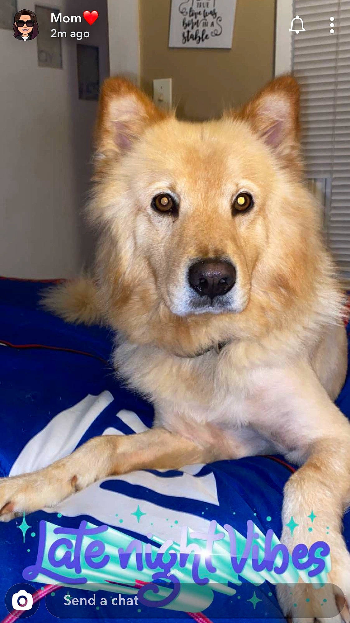 Grizzly is registered to the contest to win money with this photo: ancient_dog_breeds, canidae, carnivore, companion_dog, dog, dog_breed, dog_supply, electric_blue, fawn, fur, non_sporting_group, snout, spitz, sporting_group, whiskers, working_animal, working_dog