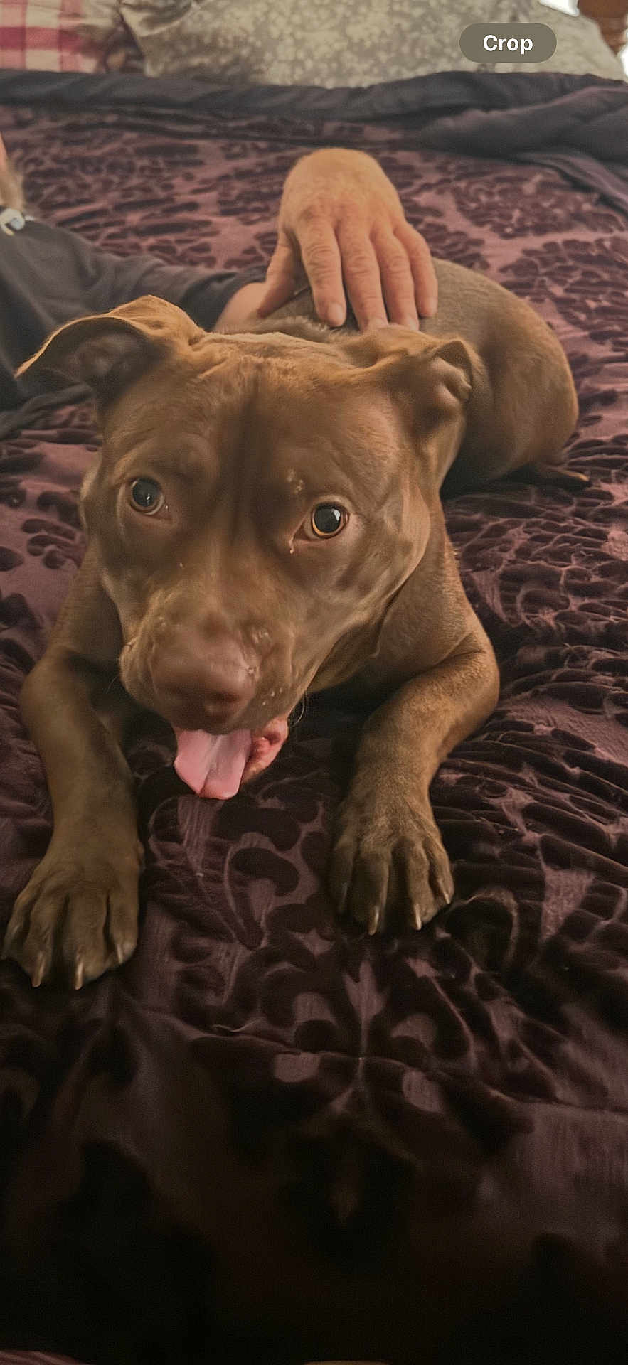 Willow