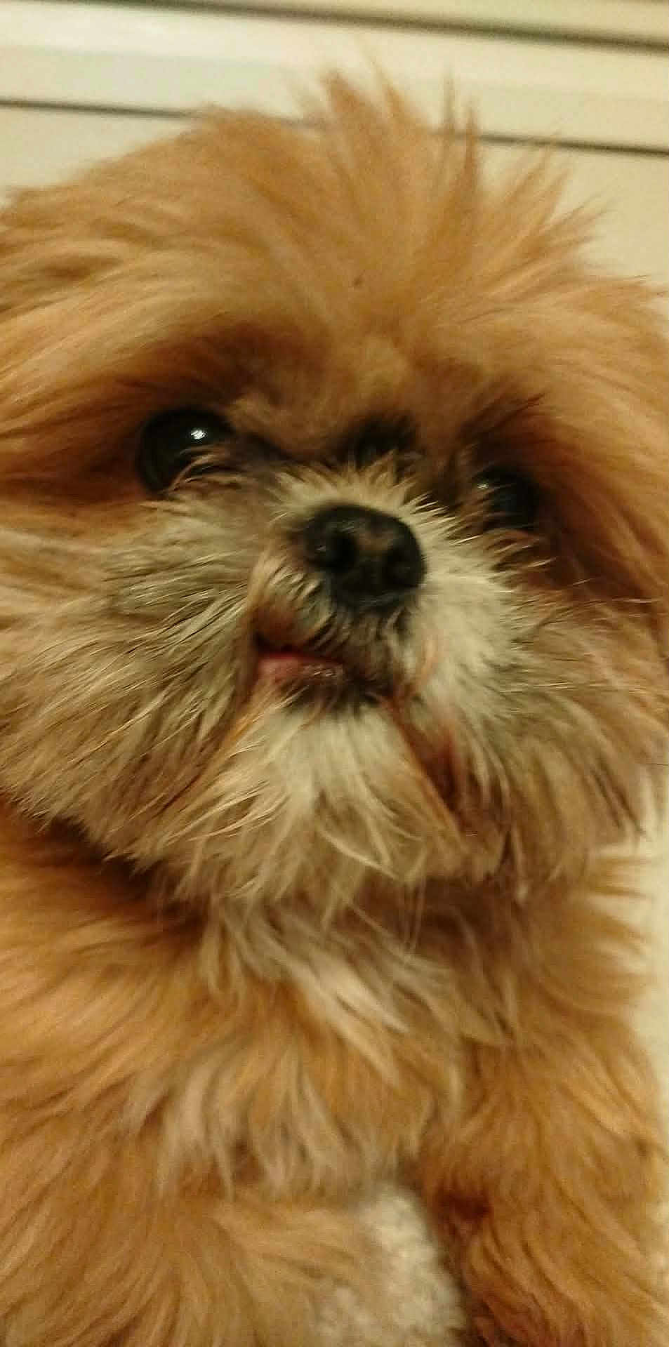 Maurice a rejoint le concours — aidez-le/la à gagner de superbes lots ! dog, close_up, fluffy, brown_fur, pet, animal, cute, portrait, indoors, furry, face, nose, whiskers, looking_away, soft_light, domestic_animal, companion, mammal, adorable, curious