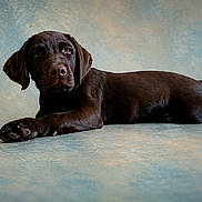 Bond participe au concours pour gagner de l'argent avec cette photo : dog, puppy, labrador, chocolate, animal, pet, lying_down, studio, portrait, canine, fur, ears, tail, paw, cute, looking_at_camera, background, blue, texture, indoor